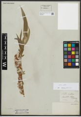 Foto von Salix alba L.